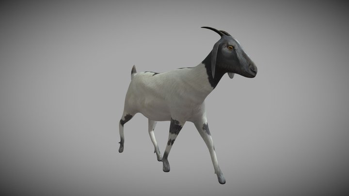 Goat 3D models - Sketchfab