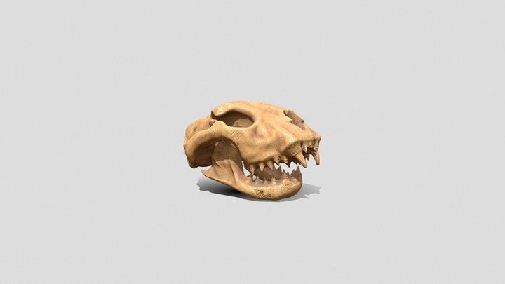 Big Cat Skull 3D Model