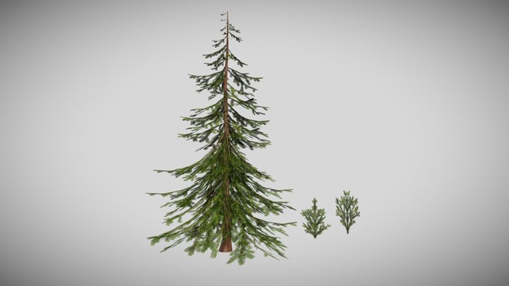 Spruce Trees 3D Model