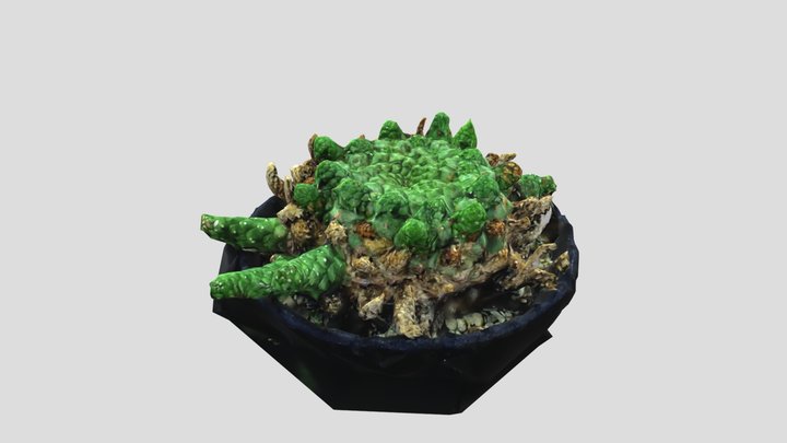 Euphorbia gorgonis 1/23/2021 3D Model