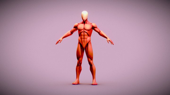 anatomical male muscle figure 3D Model