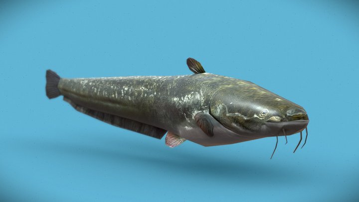 Catfish----rigged and animated 3D Model