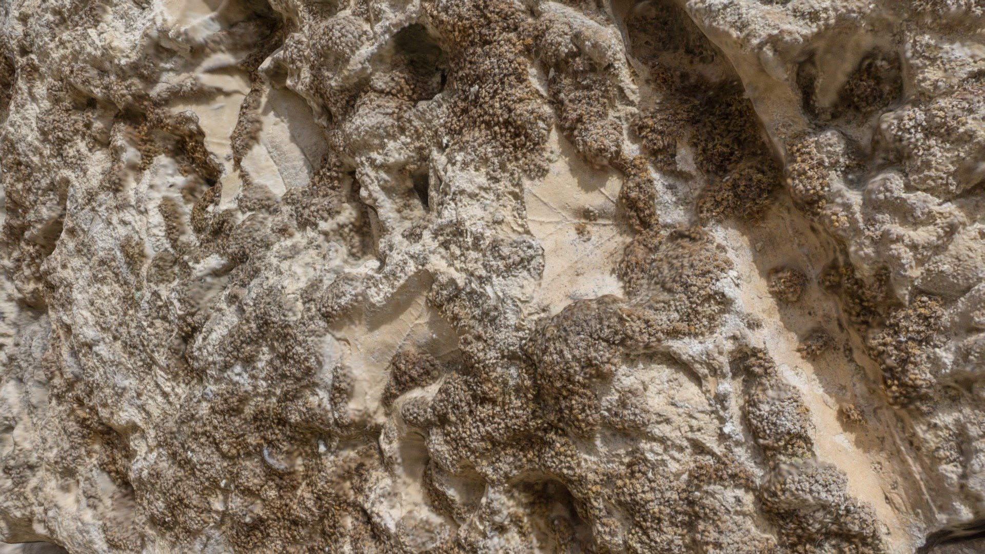 Leaf imprint fossils in a building block