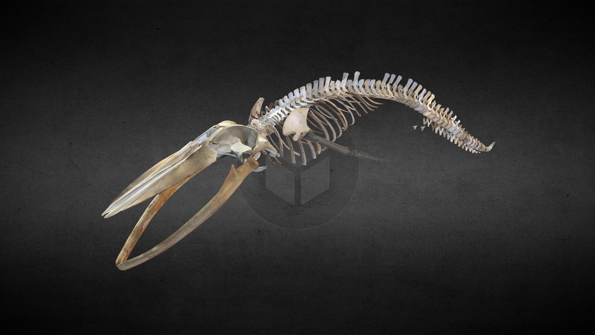 Blue-whale - 3D model by Star-Media (@starmedia) [43c72b4] - Sketchfab