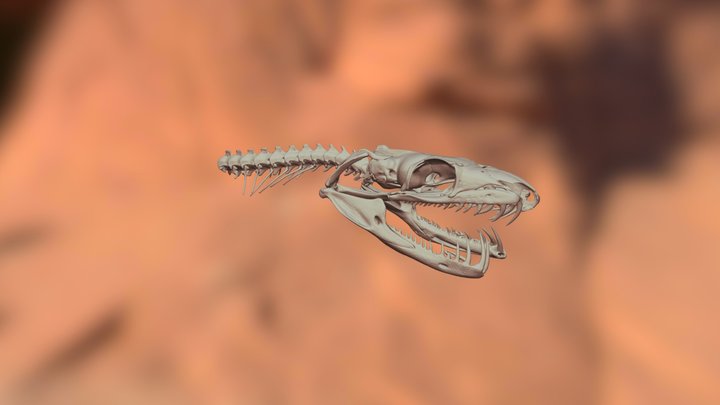 Tree-boa-snake-skull 3D Model