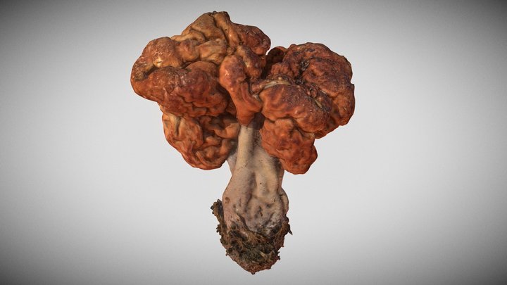 Gyromitra esculenta, beefsteak mushroom, morel 3D Model