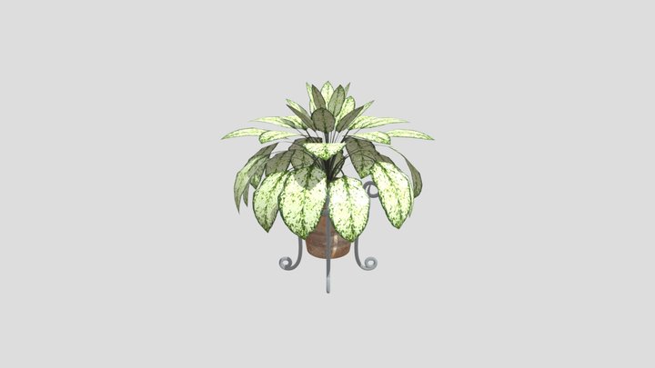 Aglonema V4