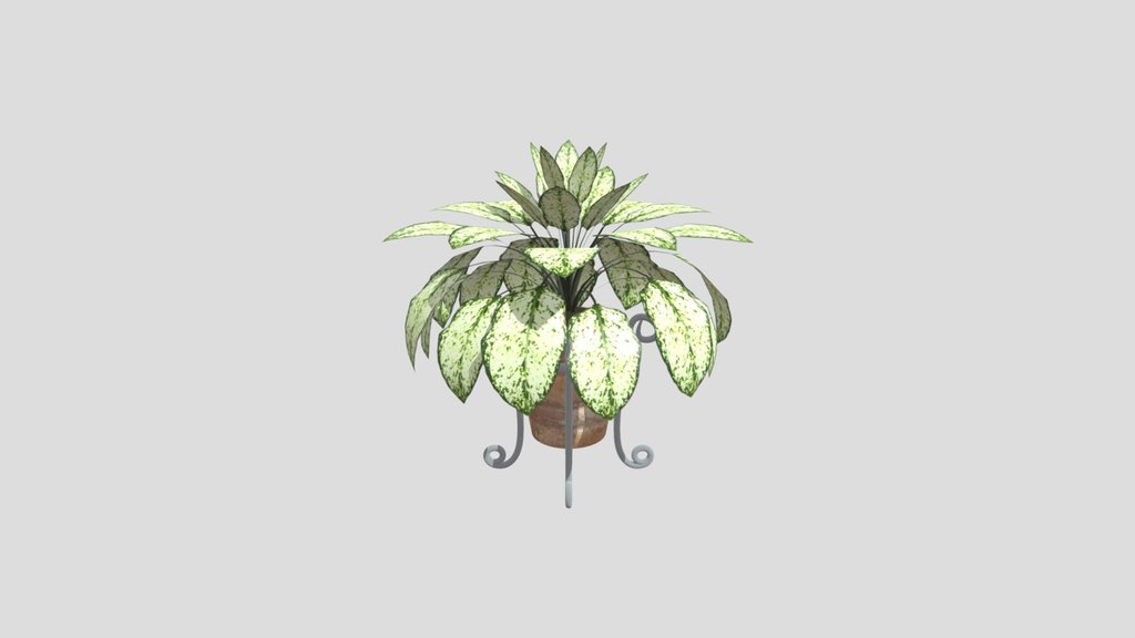Aglonema V4