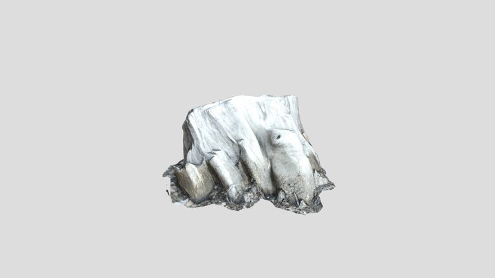Tree Trunk Scan 3D Model