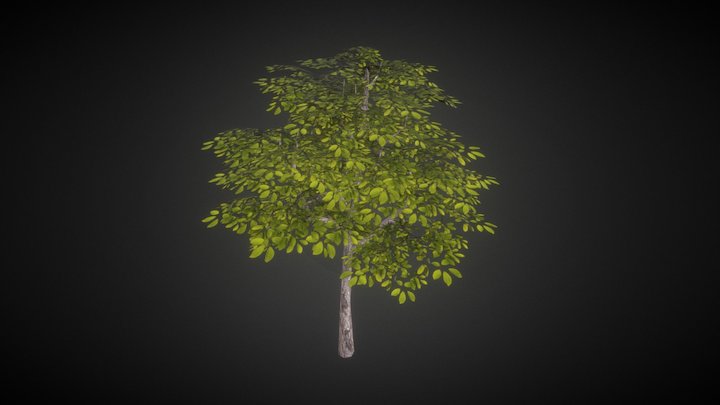 Tree 3D Model