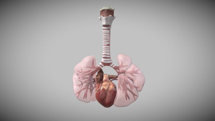 16 week fetal heart and lungs 3D Model