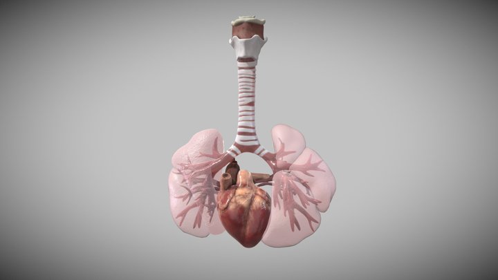 16 week fetal heart and lungs 3D Model