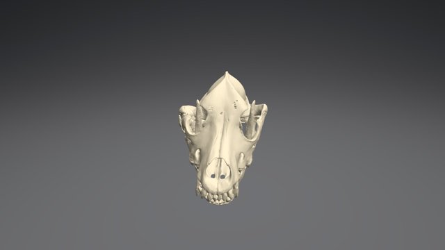 Dog Skull 3D Model