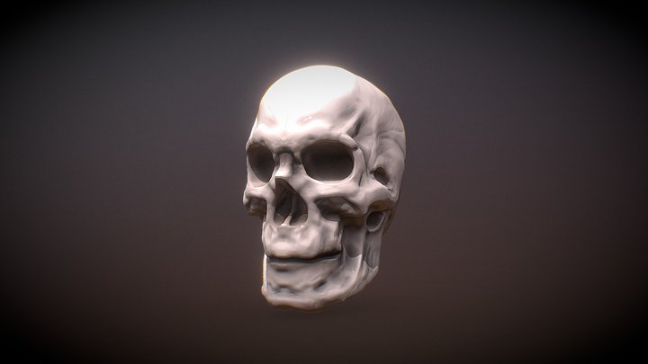 Sketch Study of a Human Skull 3D Model