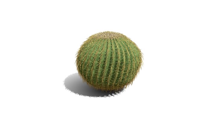 Realistic HD Golden barrel cactus (30/30) 3D Model