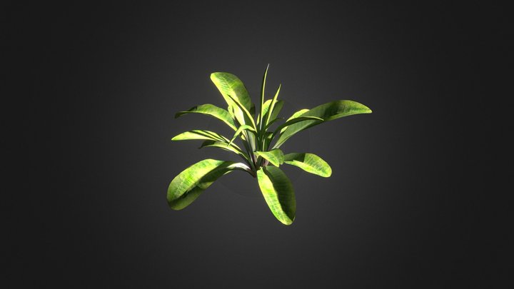 Light Scattering (the Grass Essentials) 3D Model