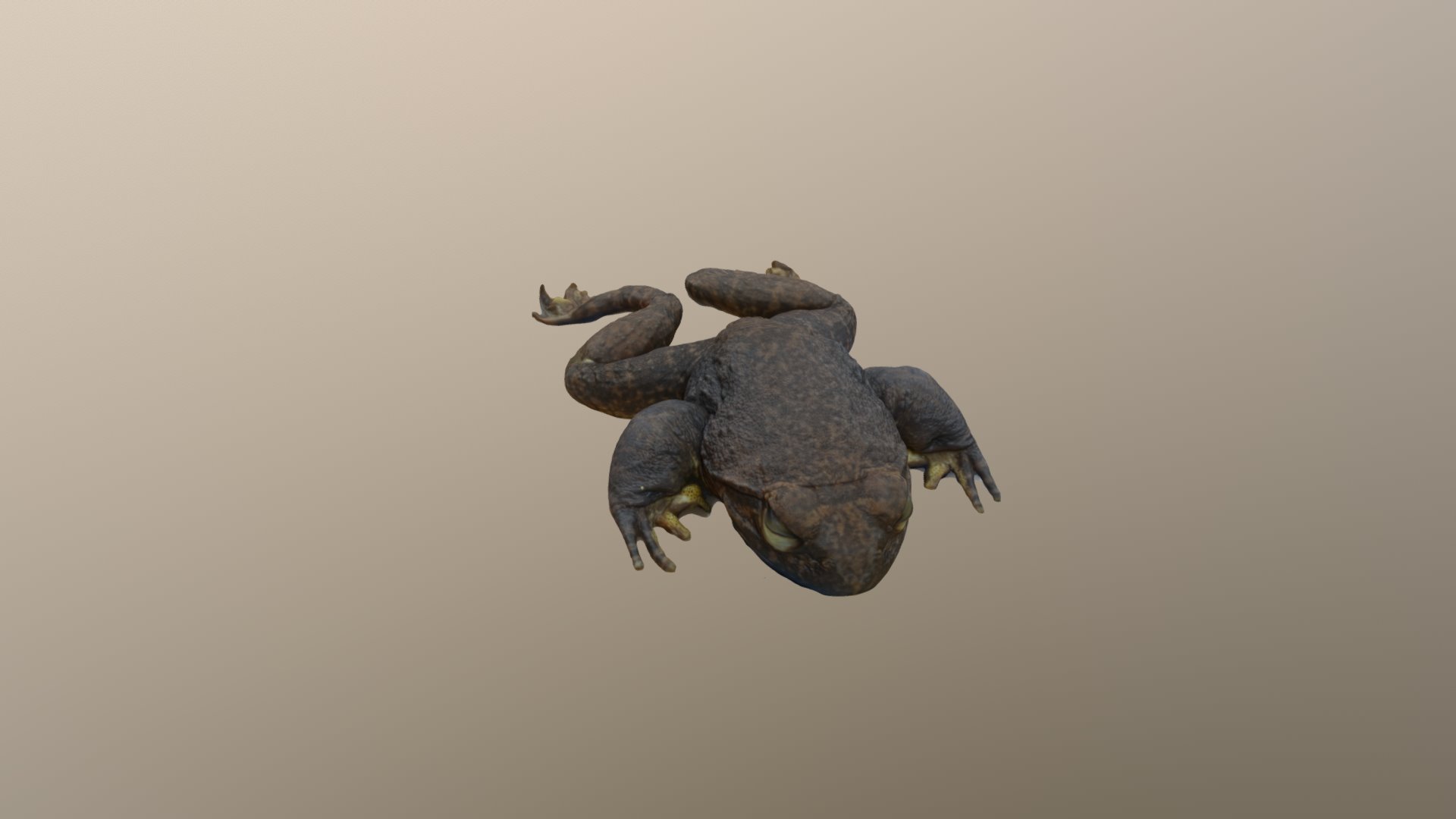 R Spinosa Model High FBX - 3D model by mlaslo9 [43d6a9a] - Sketchfab