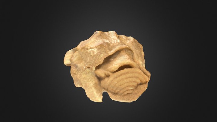 Brachiopod: Athyris subtilita (PRI 76883) – Modello 3D gratuito STL