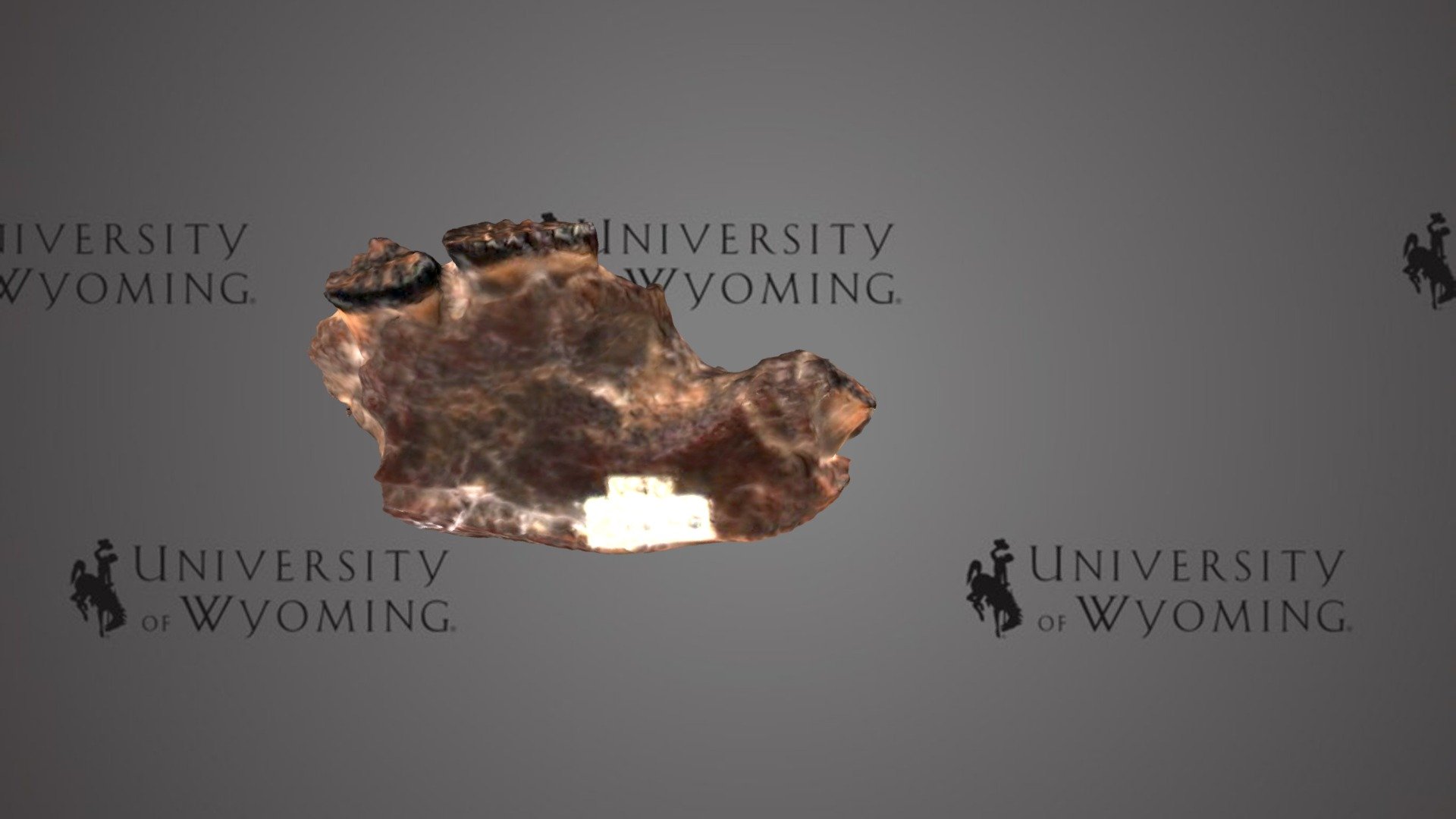 UW40 - Taeniolabis taoensis, Dentary