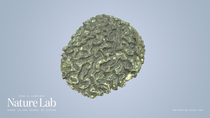 Brain Coral – Modelo 3D gratuito STL