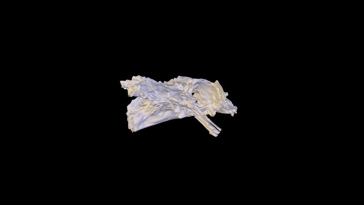 Scorpionfish (Scorpaena porcus) Neurocranium 3D Model