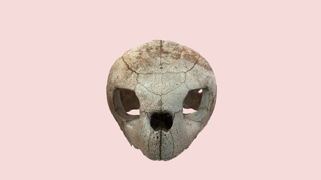 Crânio Tartaruga Cabeçuda / Loggerhead Skull