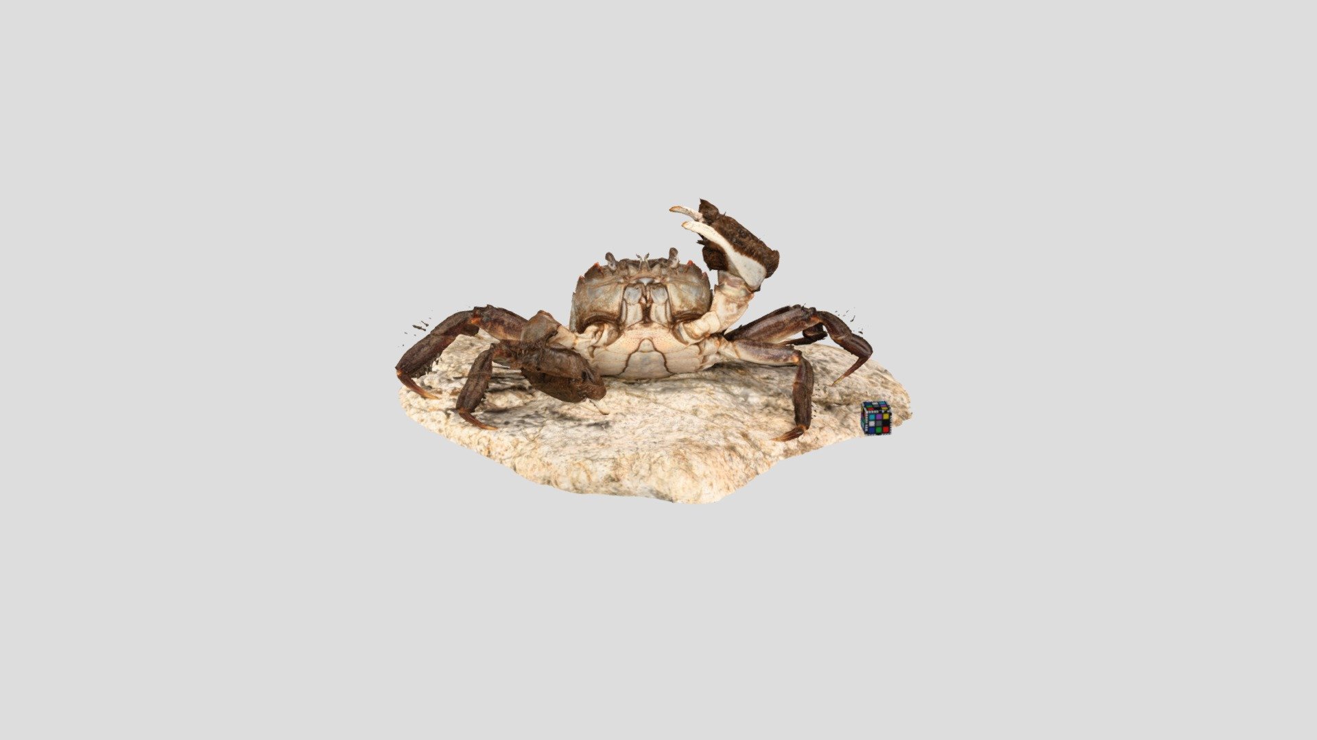 モクズガニ Mitten crab, Eriocheir japonica