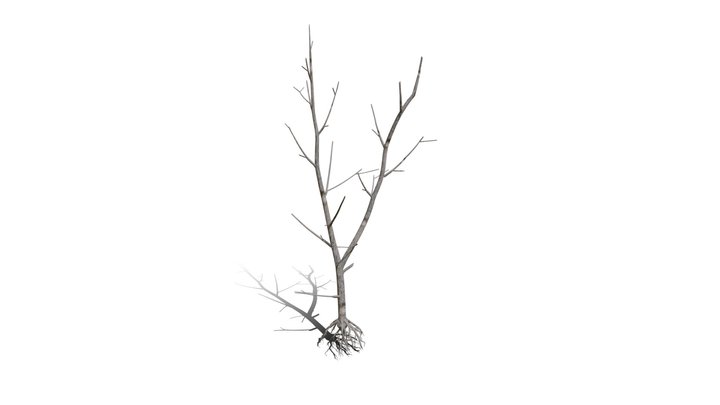 Realistic HD Northern red oak (126/138) 3D Model
