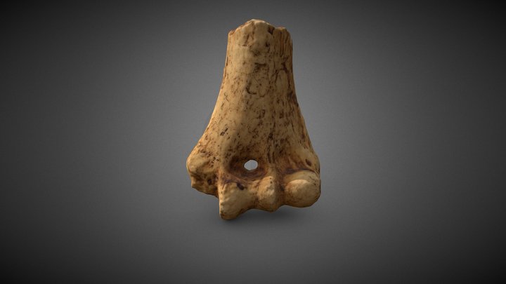 Lucy AL 288-1 12TM 3D Model