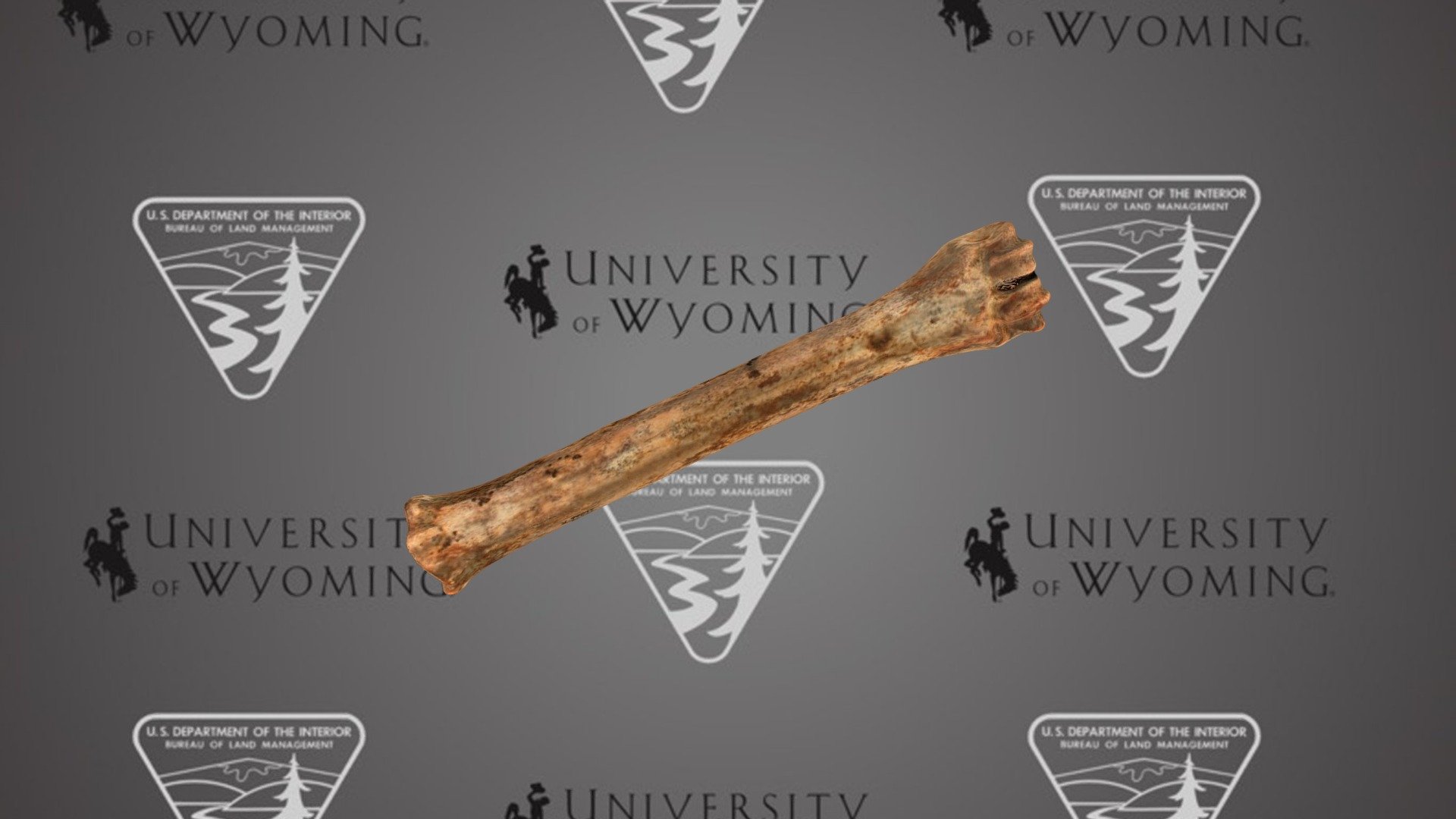 UW50635 - Ovis canandensis, metatarsal
