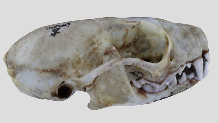 UWYMV:Mamm:6549, Spilogale gracilis, Skull – Gratis 3D-model STL