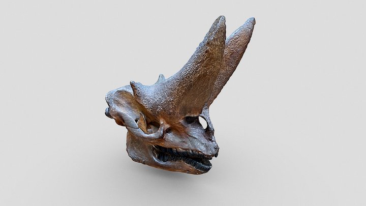 Arsinoitherium skull, Museum of Natural History – Free 3D Model STL