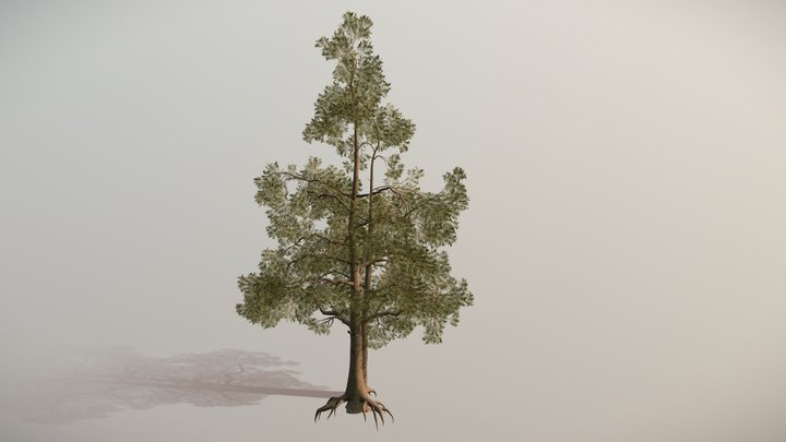 Pine tree 3D Model