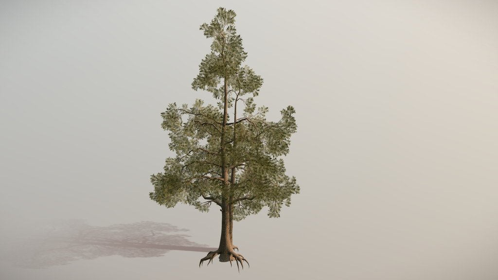 Pine tree