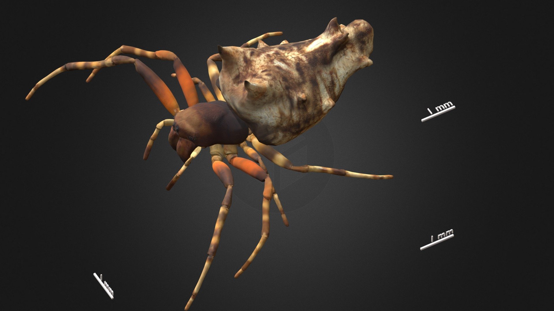 Wagneriana tauricornis — Sketchfab embed 3D viewer