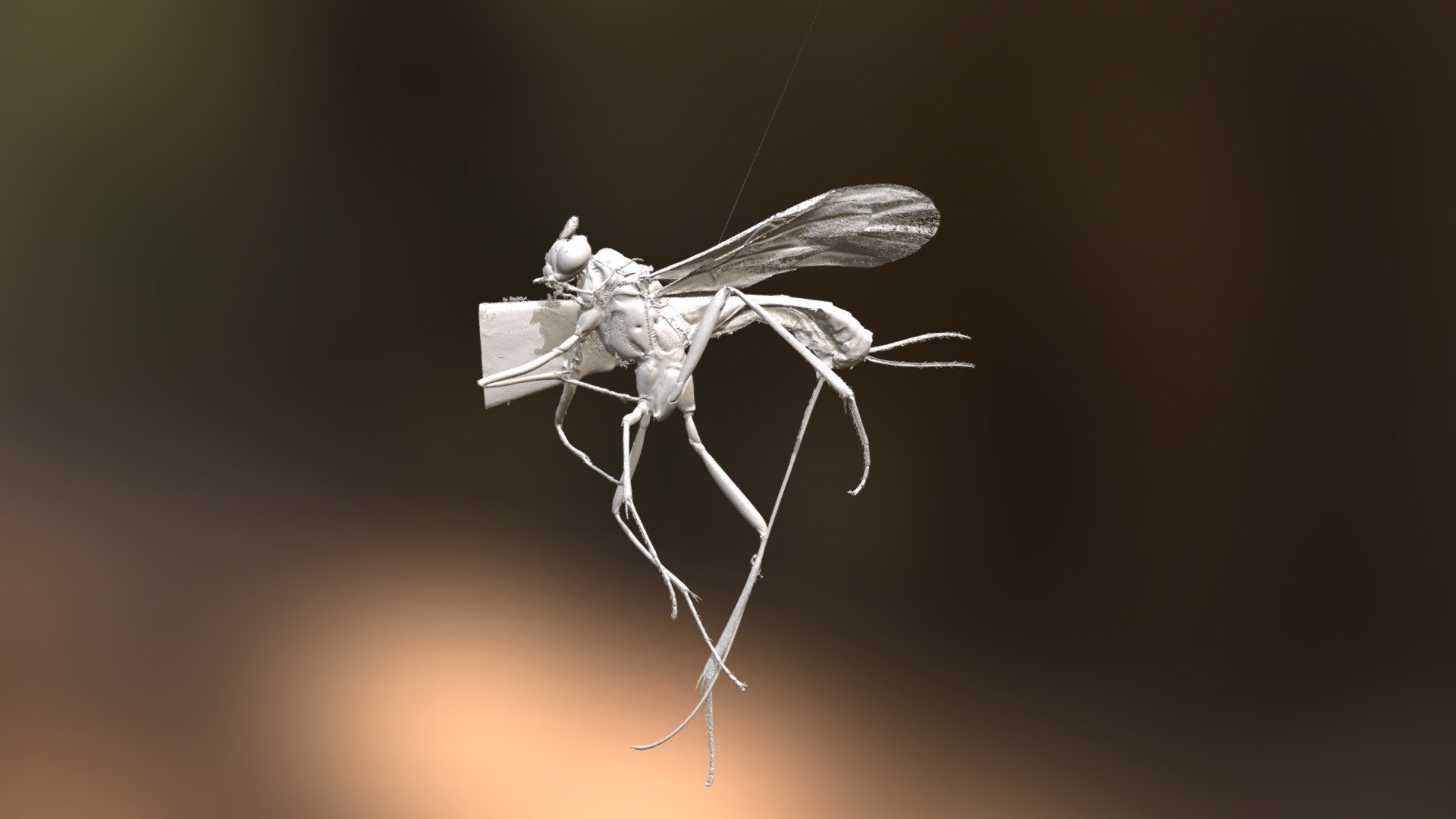 Macrocentrus Bicolor