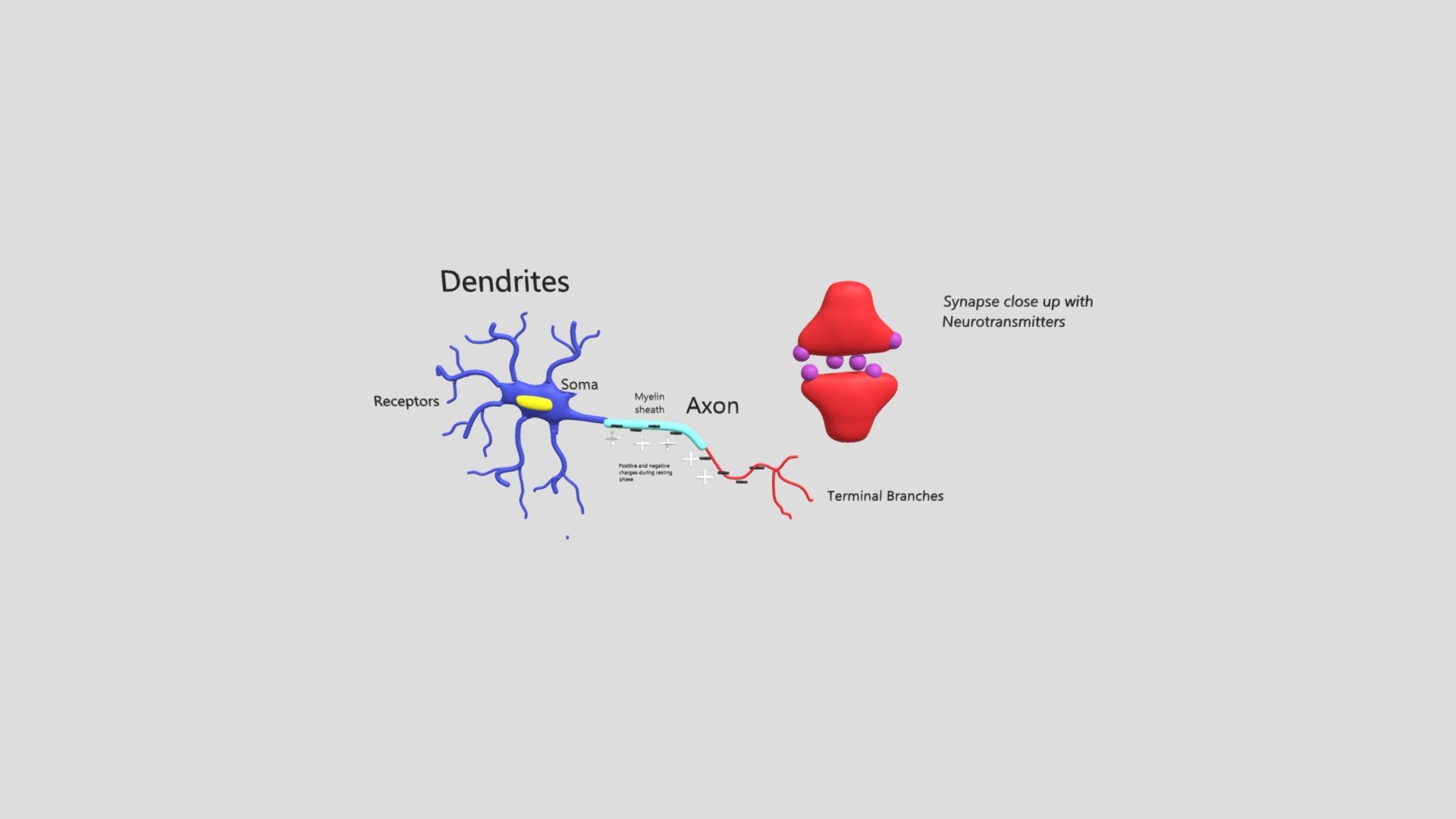 Neuron - 3D model by Andrew W (@Doc_render) [440c31b] - Sketchfab