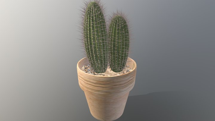 CACTUS + (UV) 3D Model