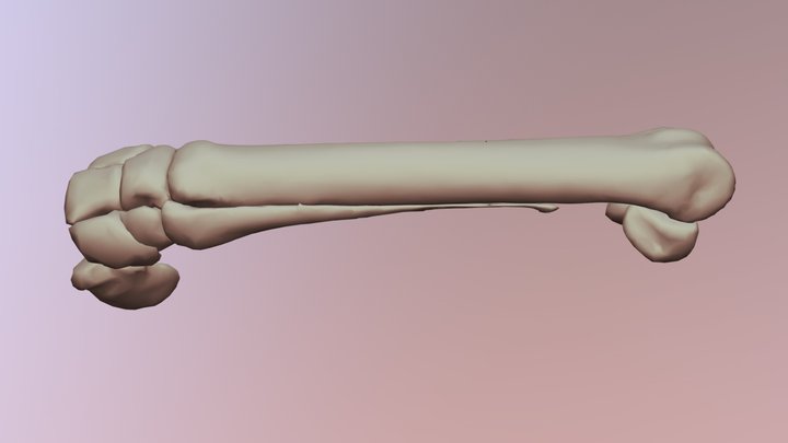 Front foot bones of a horse 3D Model