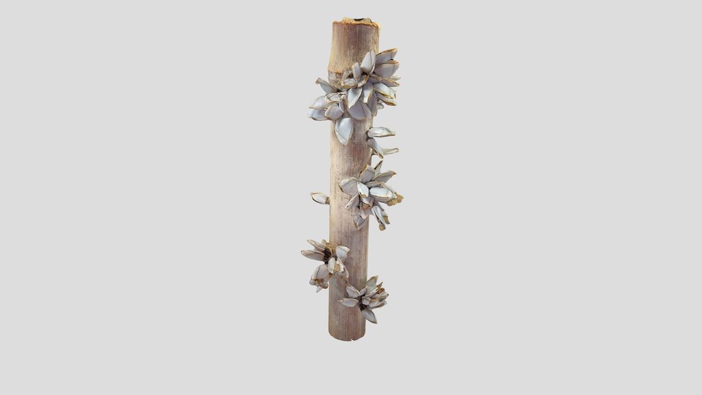 Cracas (Lepas sp.)