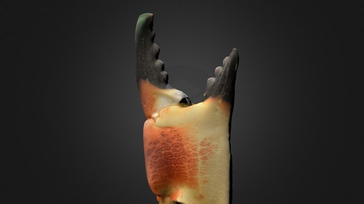 3D SCANNED CRAB CLAWS 3D Model