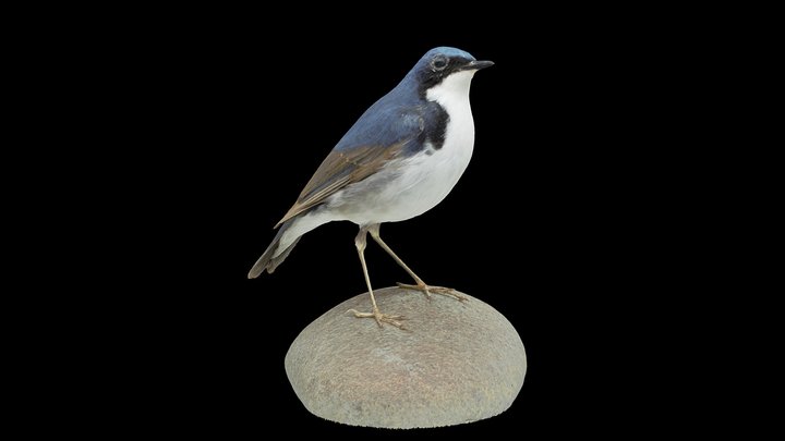 Siberian Blue Robin Bird 3D Model