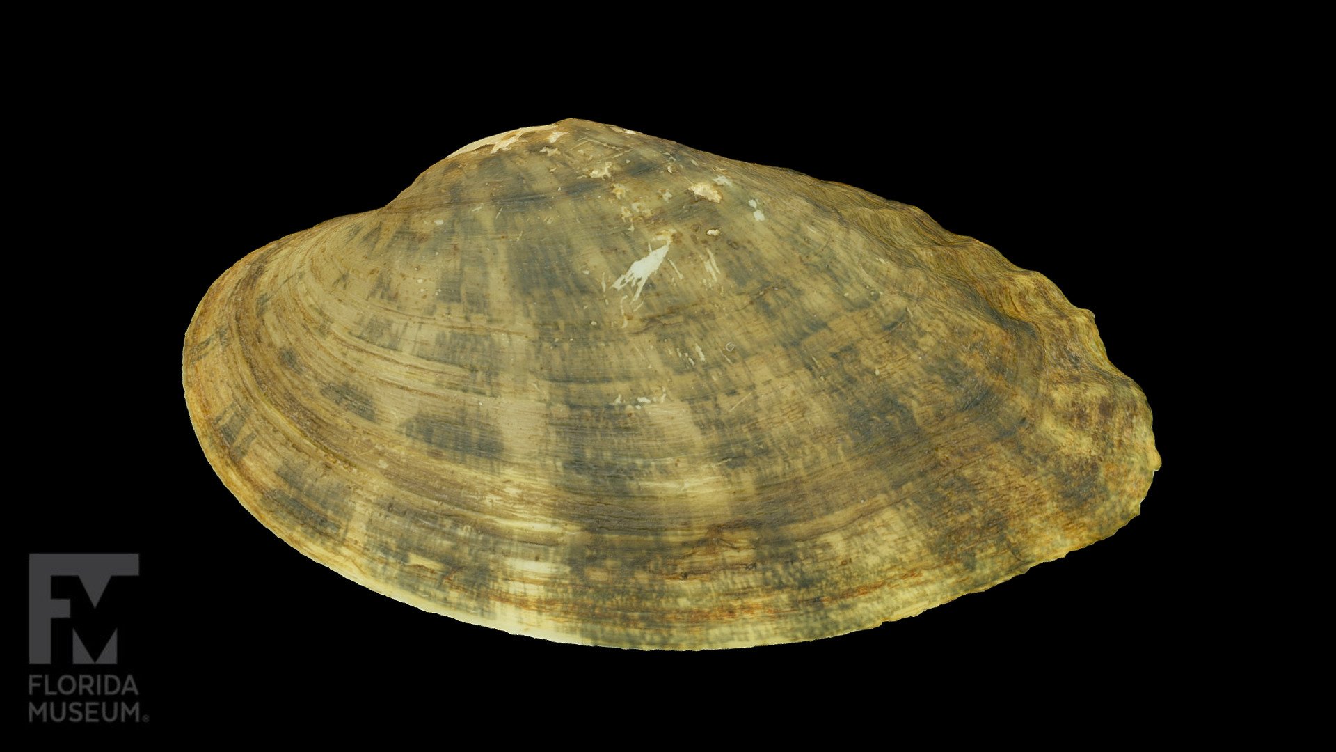 Ochlockonee Moccasinshell Freshwater Mussel 3D model by