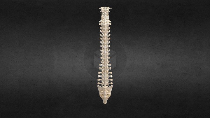 Human Spinal Anatomy 3D Model