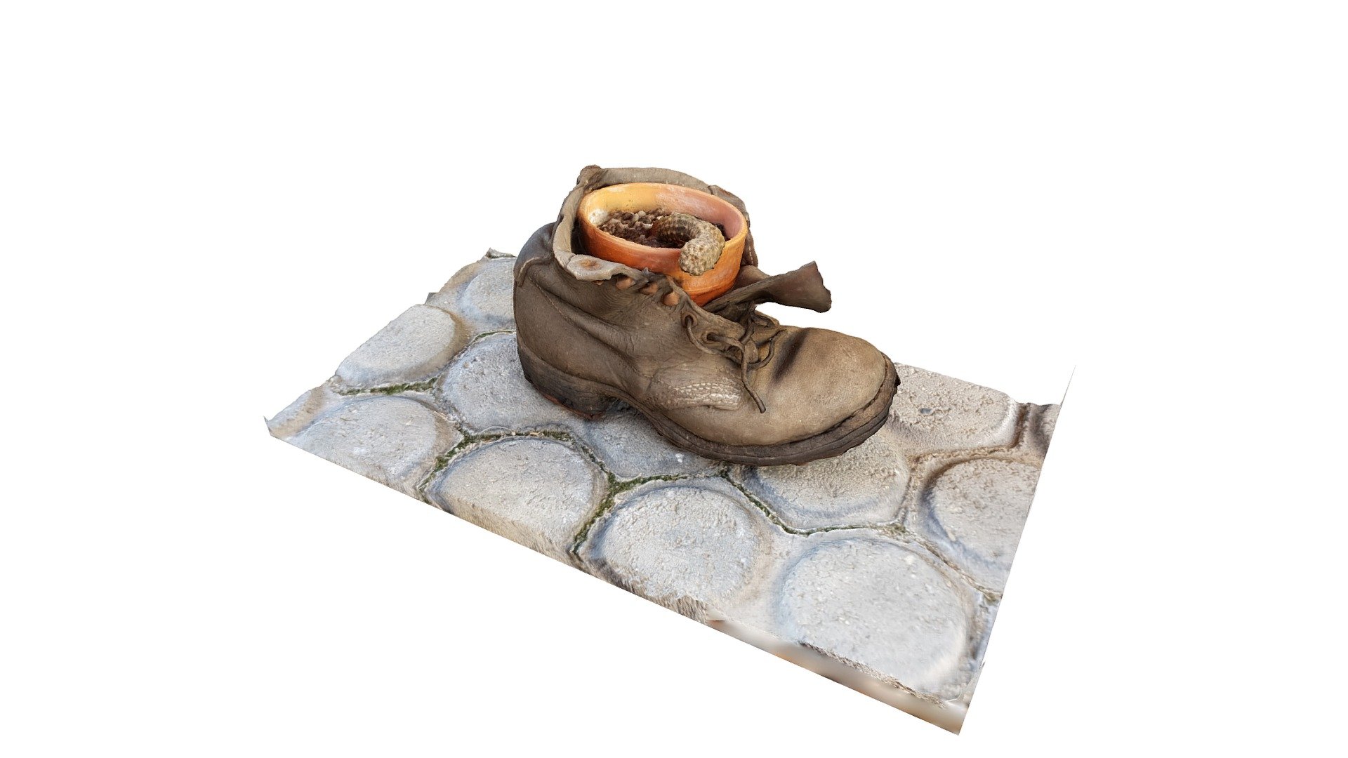 cactus in an old shoe