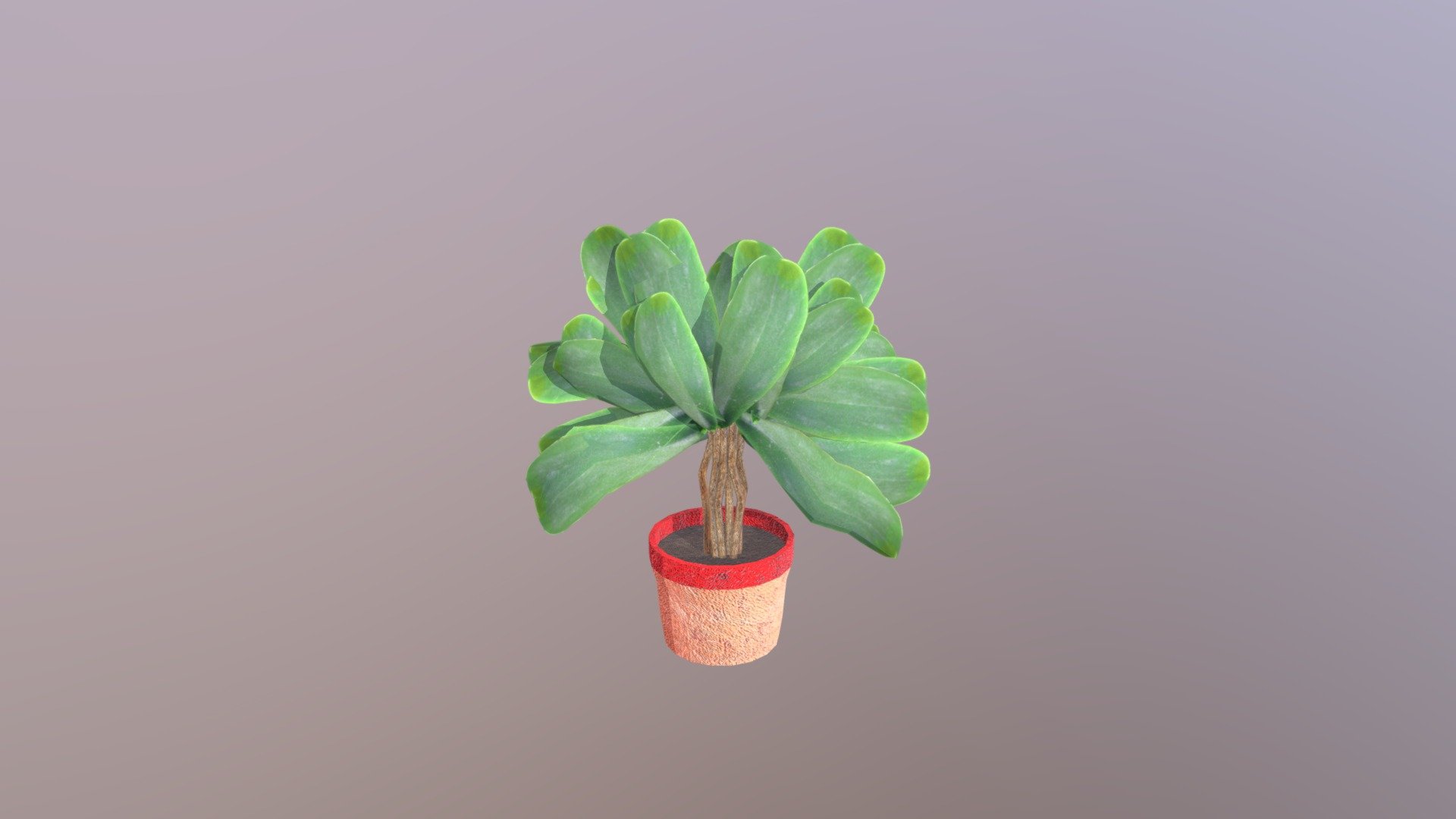 House Plant