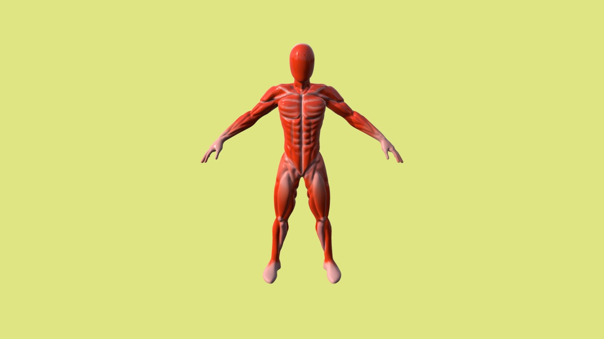 2284_SOFIANI_Nissrine_Anatomie