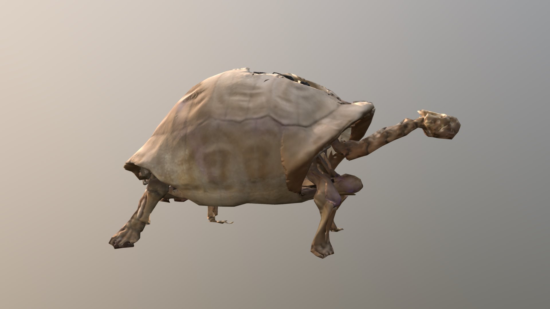 Giant Turtle Skeleton