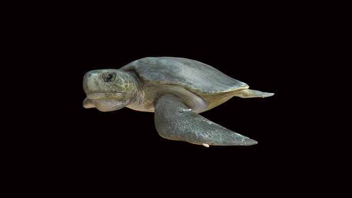 Model 53A - Flatback Sea Turtle – Modelo 3D gratuito STL
