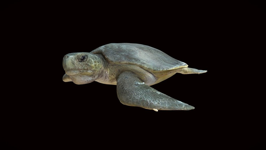 Model 53A - Flatback Sea Turtle